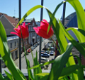 Foto Rundgang Hamburg-St. Georg: Tulpen auf einer Dachterrasse mit Blick in die Strae Koppel. Fotograf: Matthias Krttgen